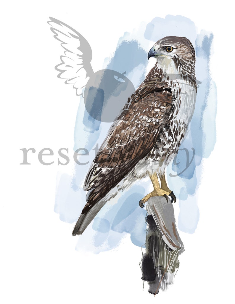 Red-tailed Hawk Art Print, Hawk Illustration, Digital Bird Drawing, Bird of Prey Wildlife Postcard image 2