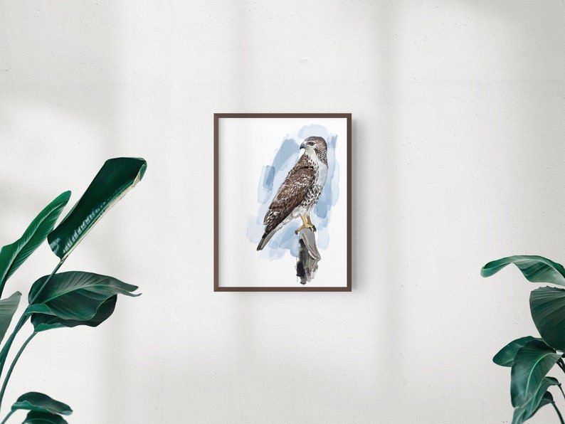 Red-tailed Hawk Art Print, Hawk Illustration, Digital Bird Drawing, Bird of Prey Wildlife Postcard image 1