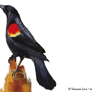 Red Winged Blackbird Print, Wildlife Illustration, Digital Bird Drawing ...