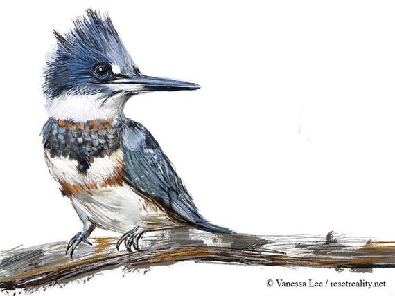 Belted Kingfisher Print Bird Illustration Digital Drawing | Etsy