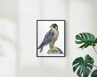 Peregrine Falcon Art Print, Falcon Illustration, Digital Bird Drawing, Bird of Prey Wildlife Drawing