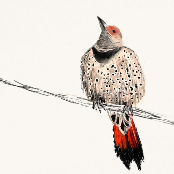 Northern Flicker Print, Ilustración de aves, Dibujo digital, Animal Wildlife Art Postcard NF1