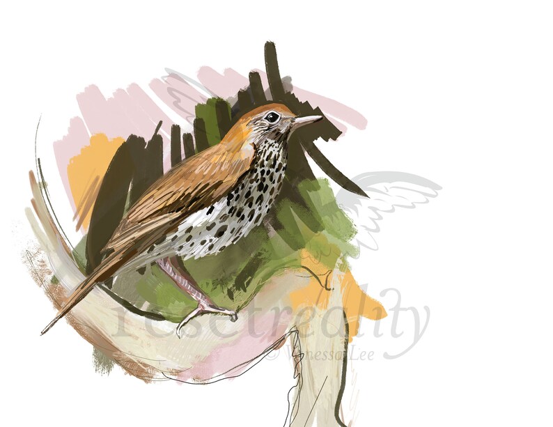 Wood Thrush Art Print, Songbird Illustration, Digital Bird Drawing, Animal Wildlife Postcard image 2