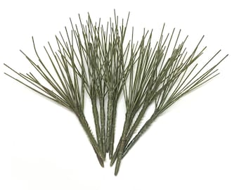 Puede incluir: Un manojo de diez ramitas de pino verde con tallos marrones. Las ramitas están dispuestas en forma de abanico.