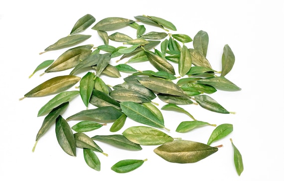 70 Metallic Green Gold Artificial Leaves - Greenery, Filler, Flower Crown, Wedding, Corsage, Boutonnière , Millinery, Hair Accessories, DIY