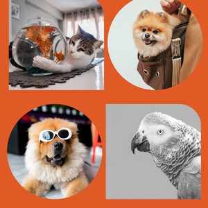 Puede incluir: Un collage de cuatro im&aacute;genes de mascotas. Un gato con una pecera, un Pomerania en un transport&iacute;n, un Chow Chow con gafas de sol y un loro en escala de grises. Las im&aacute;genes est&aacute;n sobre un fondo naranja.