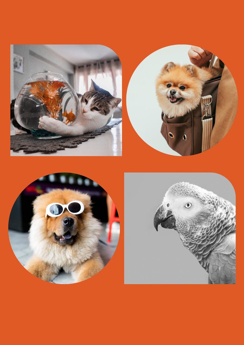 Puede incluir: Un collage de cuatro im&aacute;genes de mascotas. Un gato con una pecera, un Pomerania en un transport&iacute;n, un Chow Chow con gafas de sol y un loro en escala de grises. Las im&aacute;genes est&aacute;n sobre un fondo naranja.
