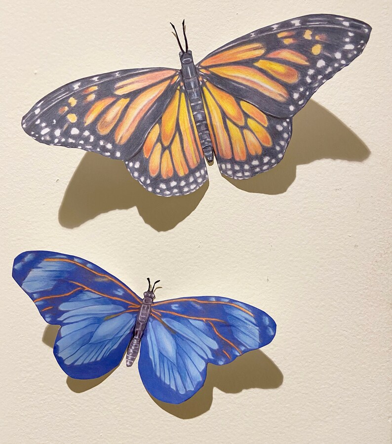 Monarch butterfly life cycle picture