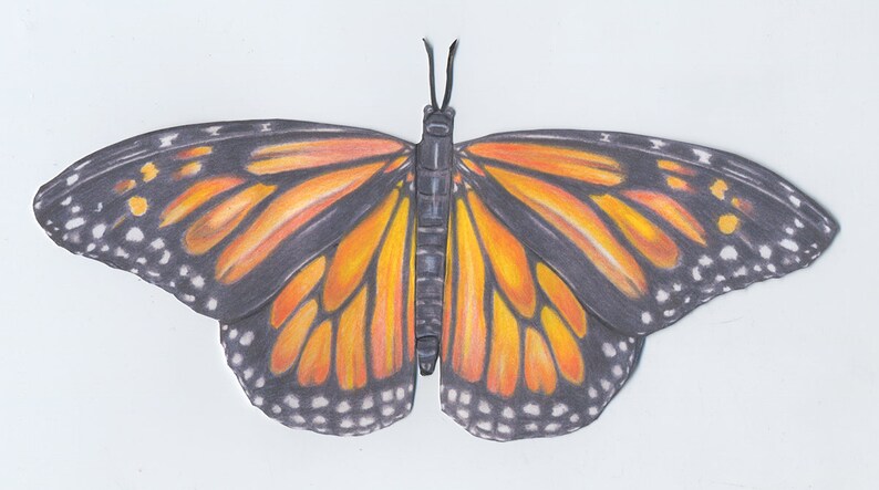 Monarch butterfly essay picture
