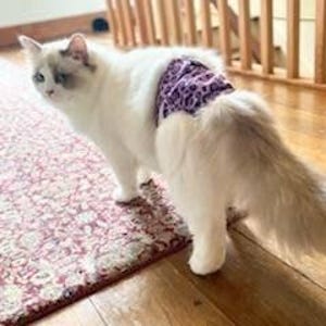 Katzen Windeln Stud Pants Waschbar bei Inkontinenz bei Männchen und Weibchen Unisex 4 Größen