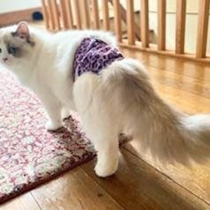 Cat Diapers Etsy Canada