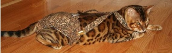 Cat diapers store with suspenders
