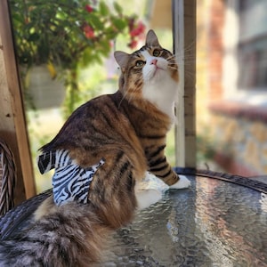 WASHABLE Cat Diapers Stud Pants for Incontinence in Male and Female Feline Sprayers Piddling Unisex Reusable