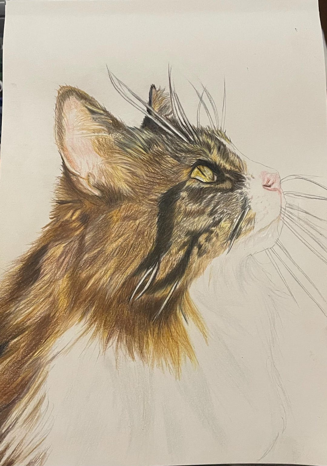 Custom Pet Portrait: Hand Drawn Portrait Using Coloured Pencils - Etsy