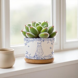 Könnte beinhalten: Ein weißer Keramikübertopf mit blauem Blumenmuster und einer zentralen Katzenillustration über dem Namen Kali. Der Übertopf steht auf einem runden Holzsockel und enthält eine grüne Sukkulente mit flaumigen Blättern und roten Spitzen.