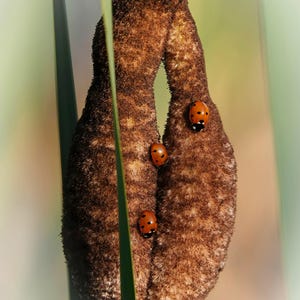 Three Ladybirds. Wall Art,Nature Photography Art,Digital Art,Insects,Ladybird Art,Printable Art,Digital Download,Screensaver Art,Decoration