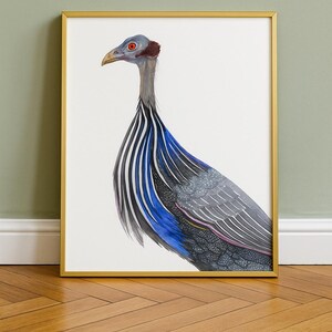 Stampa artistica da parete Acryllium Vulturinum / Illustrazione di animali ad acquerello / Poster di uccelli colorati / Arte di animali selvatici esotici / Decorazione da parete botanica