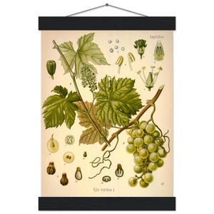 Vintage Poster | Historische Botanische Lehrtafel | Kunstdruck | Köhler’s Medizinal-Pflanzen | Classic Matte Poster mit Aufhänger