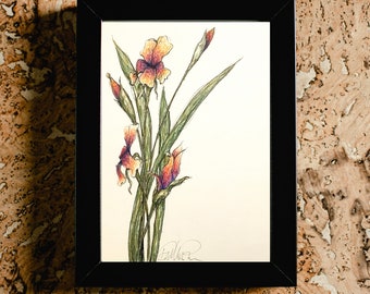 Rainbow Iris digital print - botanical print - downloadable print