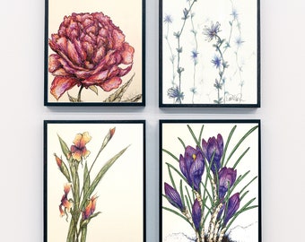 Floral Drawing Prints Pack Digital 1 - set of 5 - hand drawn - crocus, peony, iris, chicory, begonia - downloadable prints