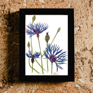 Cornflower digital print - blue - wildflower, botanical, floral, flower print - downloadable print