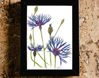 Cornflower digital print - blue - wildflower, botanical, floral, flower print - downloadable print