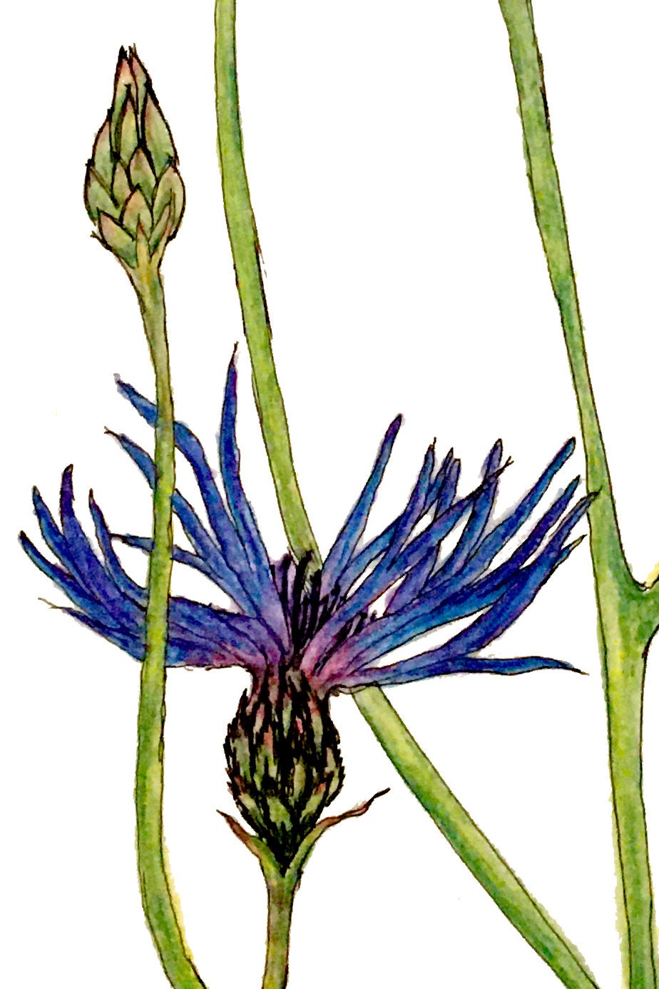 コーンフラワー デジタル プリント - 青 - 野生の花、植物、花柄、花柄