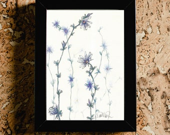 Periwinkle digital print - chicory art - wildflower, botanical - downloadable print