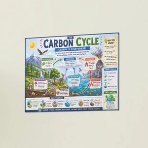 May include: A rectangular educational poster titled The Carbon Cycle, featuring colorful illustrations of mountains, forests, oceans, and volcanoes. It includes diagrams and text explaining carbon movement through the atmosphere, living things, and the Earth.