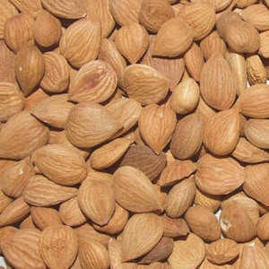 Raw Bitter Apricot Kernels – 1kg, 5kg or 25kg Bulk | Wholesale |Wild-Harvested | Non-GMO  | Free UK Shipping