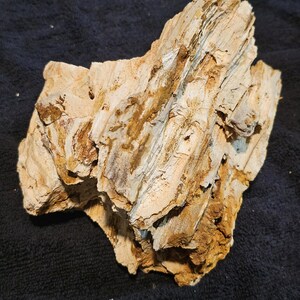 Large Brilliant Petrified Wood Section