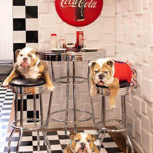May include: Three English Bulldogs sitting on black and chrome bar stools in a retro diner setting. The stools are arranged around a chrome table with a Coca-Cola sign on the wall behind the table.