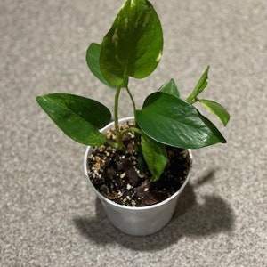 Könnte beinhalten: Eine kleine Topfpflanze mit panaschierten grünen und weißen Blättern. Die Pflanze steht in einem weißen Plastiktopf mit brauner Erde.