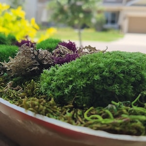 Moss Centerpiece Modern Decorative Bowl Nature Inspired Decor Elegant Display Table Gold Planter Office Decor