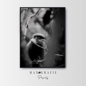 Poster "Scimmia su un albero" – Fotografia di animali in bianco e nero – Arte murale naturalistica – Stampa artistica minimalista – Senza cornice