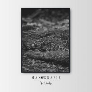 Poster in bianco e nero di un varano – fotografia naturalistica come quadro da parete – stampa artistica di rettili – fotografia di animali in bianco e nero – senza cornice