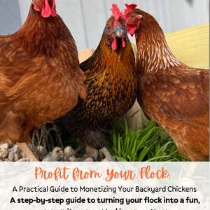 May include: A photograph featuring three chickens with red combs and brown plumage. The image includes the text "Profit from your flock" and information about monetizing backyard chickens. It appears to be a promotional image for a guide on chicken farming.