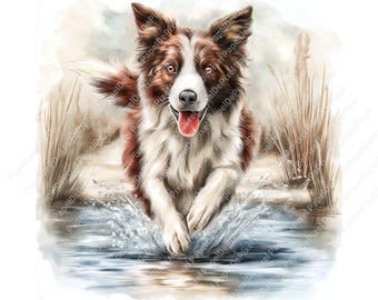 Op de afbeelding: Een aquarel schilderij van een Border Collie hond die door water rent. De hond heeft bruin en wit haar, met zijn tong uit. Water spettert rond zijn poten, en hoog gras staat op de achtergrond.