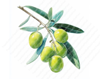 Könnte beinhalten: Aquarellillustration eines Zweigs mit grünen Oliven und Blättern. Die Oliven sind hellgrün und die Blätter sind dunkelgrün. Der Zweig ist vor einem weißen Hintergrund.