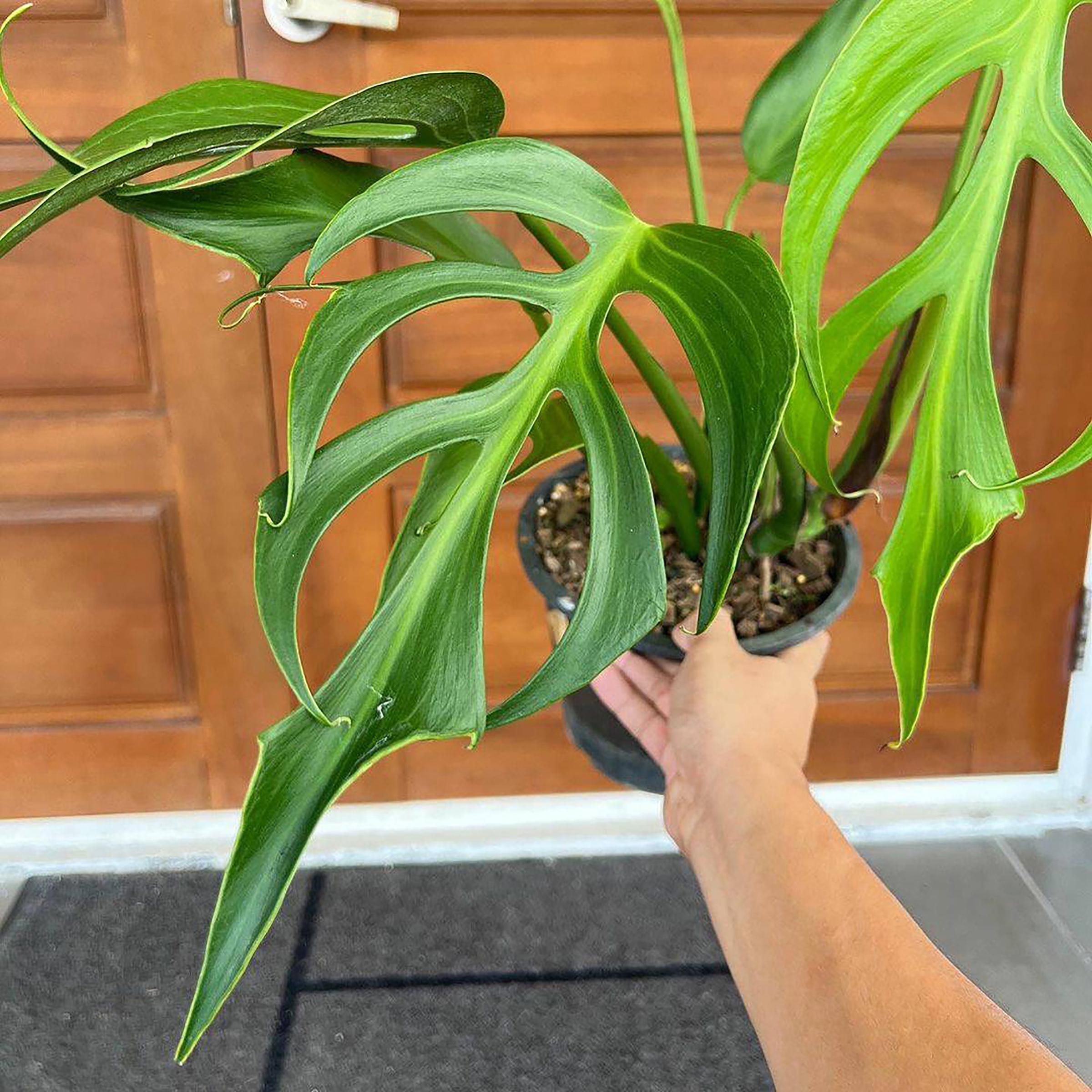 その他観葉植物 Monstera burle marx's flame Monstera burle marx flame 6cm – Bigplantlad