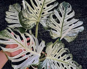 Anthurium Papillilaminum 'Ralph Lynam' x 'Fort Sherman' x