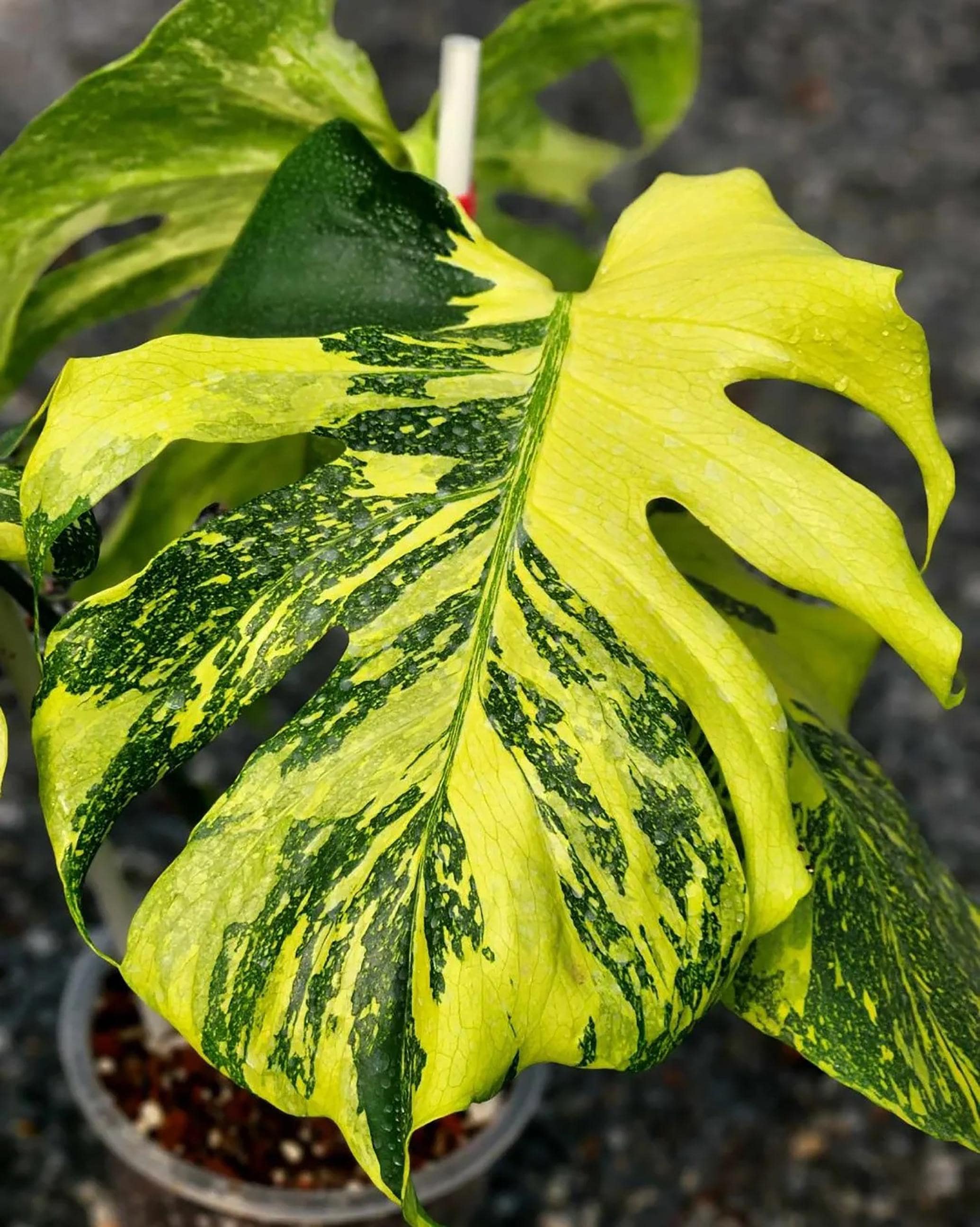 モンステラ ホワイト ラバ Monstera white lava - Etsy 日本