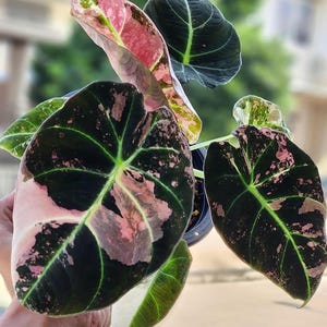 Alocasia black velvet pink variegated - Etsy 日本