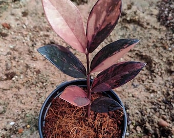 怪奇植物　シルバー人魚ホヤ Hoya polyneura broget 週末セール怪奇植物 シルバー人魚ホヤ Hoya polyneura broget