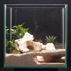 Peut inclure: Un terrarium en verre transparent avec un substrat sableux, des plantes artificielles et une formation rocheuse. Un petit lézard vert est visible à l'intérieur. Le terrarium est conçu pour abriter des reptiles et des amphibiens.