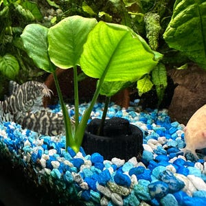 May include: A vibrant aquarium scene featuring lush green aquatic plants with broad leaves. The plants are anchored in a black pot, surrounded by a bed of colorful blue, white, and gray gravel. A striped fish is visible in the background.