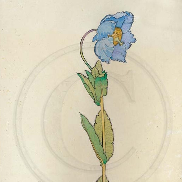 Blå vallmo, Himalayavallmo, Meconopsis Grandis, walesisk vallmo, vintagetryck från 1920-talet