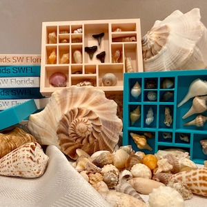 Mini Seashell Display Tray – Customizable Beach Treasure Organizer