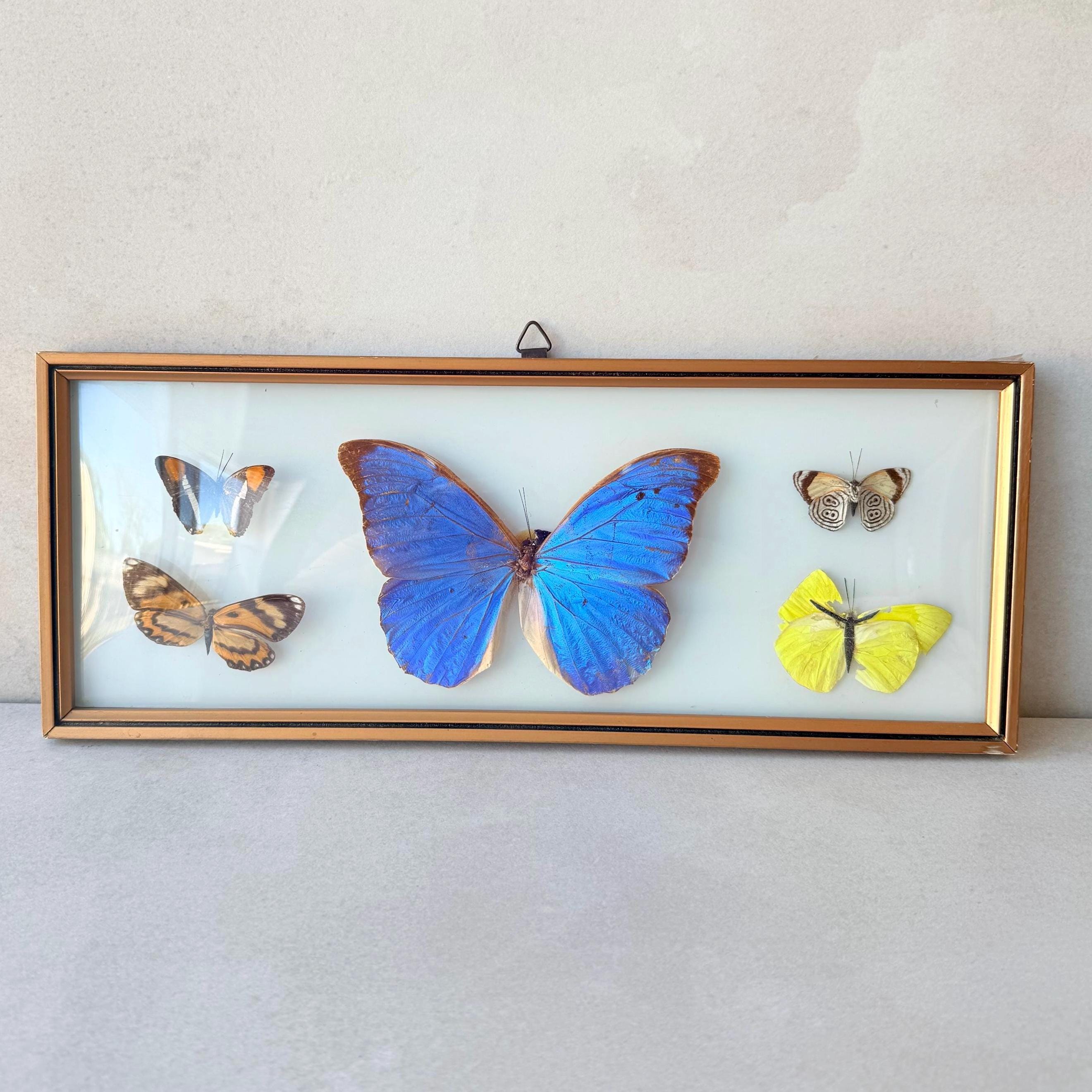 Vintage Convex Morpho - Etsy