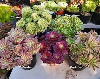 Echeveria 'Chubby Bunny' 1